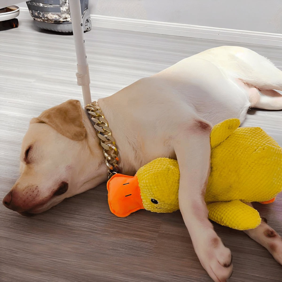 Jouet pour chien en forme de canard – Raminantis, avec Chew Guard