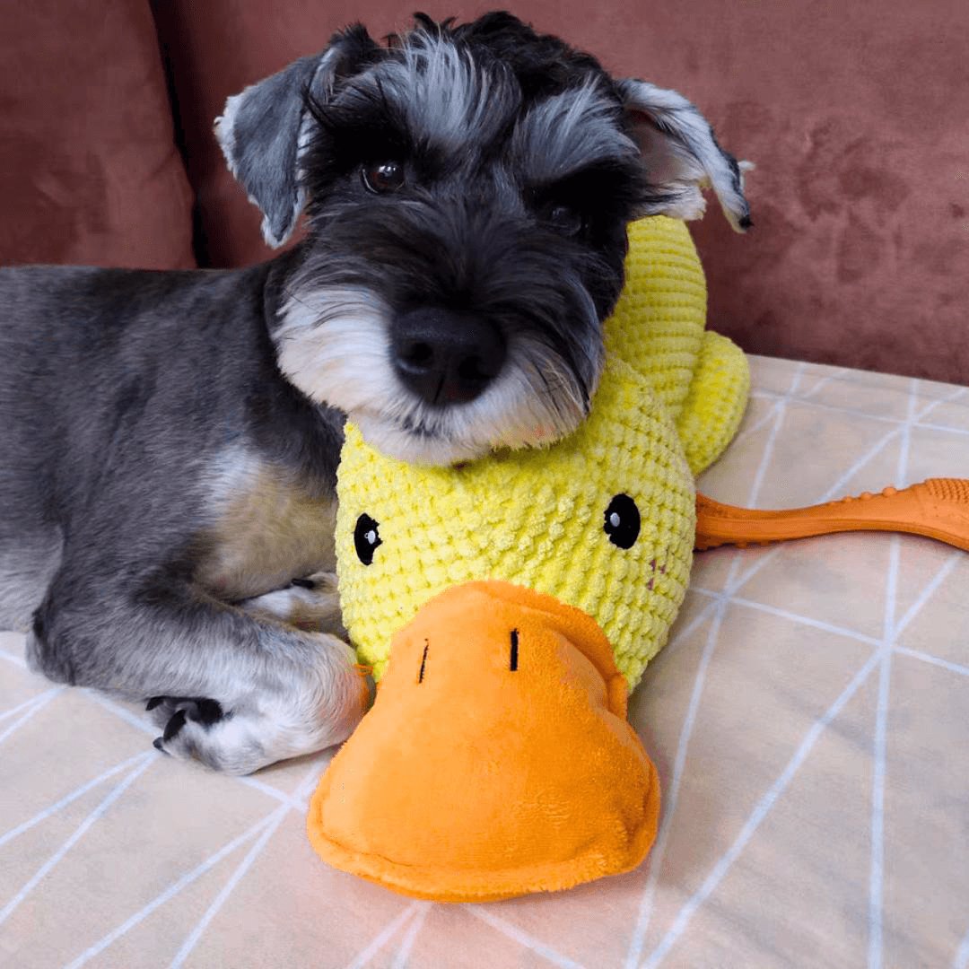 Jouet pour chien en forme de canard – Raminantis, avec Chew Guard